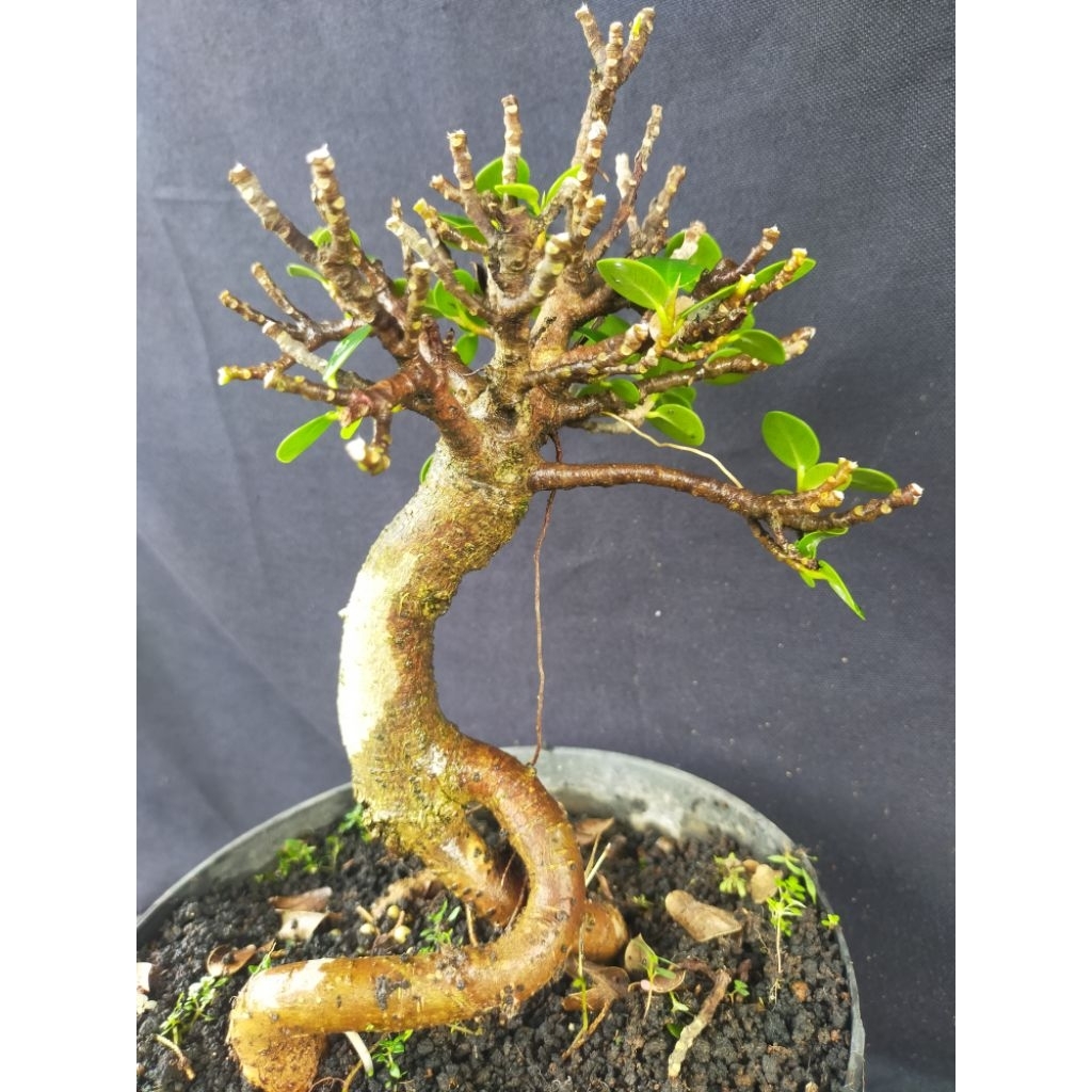 Bonsai jadi Dolar mangkok micro ori