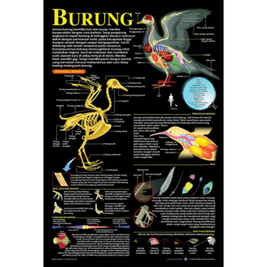 Poster Burung / Anatomi Hewan
