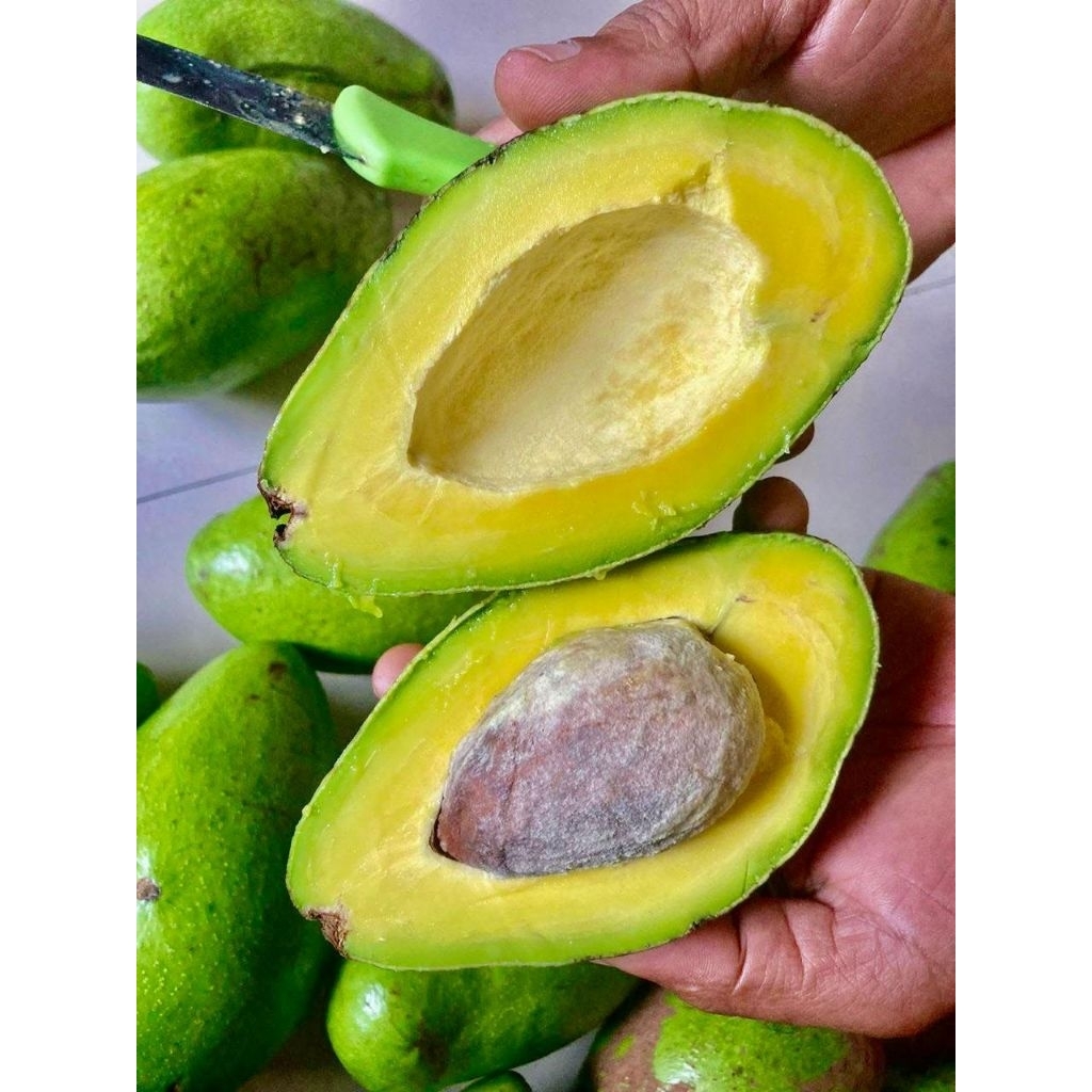 Alpukat Mentega Premium 10 Kg