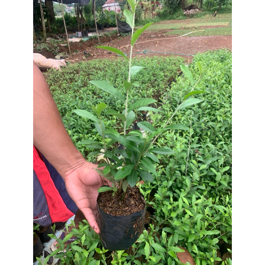 LEE KWAN YEE / VERNONIA ELLIPTICA