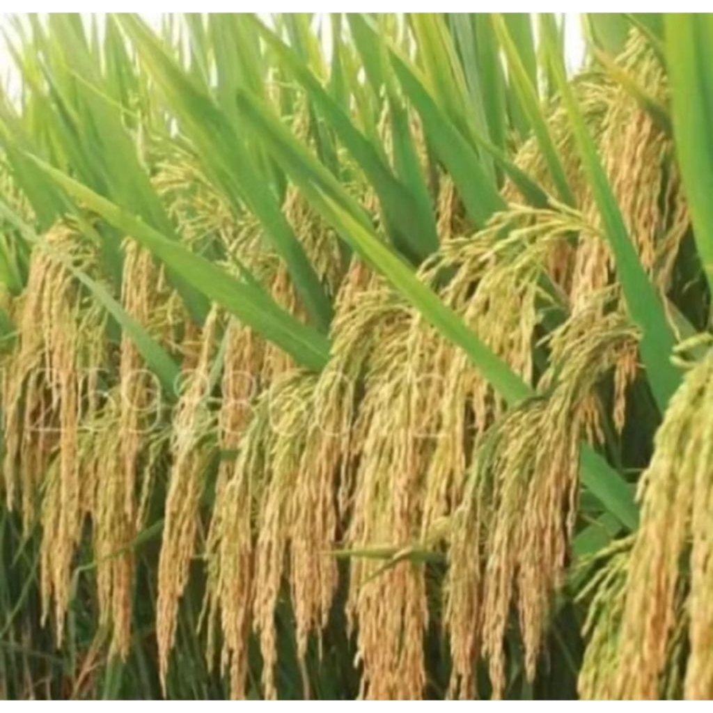 benih padi ciherang 5kg