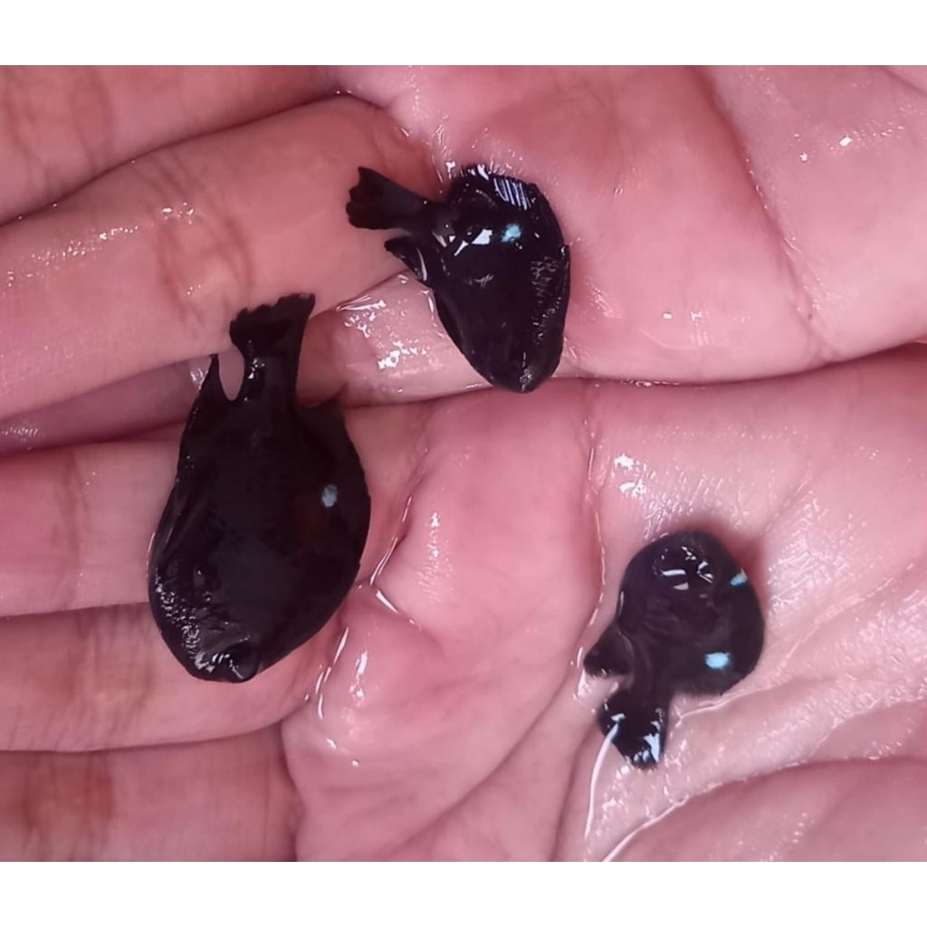 Ikan Hias Air Laut Jenis Betok Dakochan Hitam