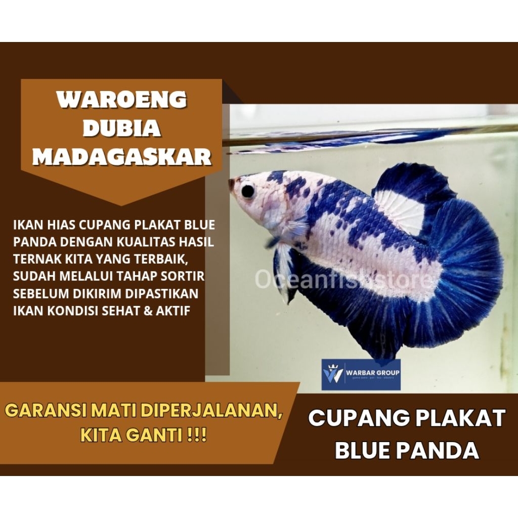 Ikan hias cupang plakat blue panda KUALITAS GRADE A ( GARANSI )