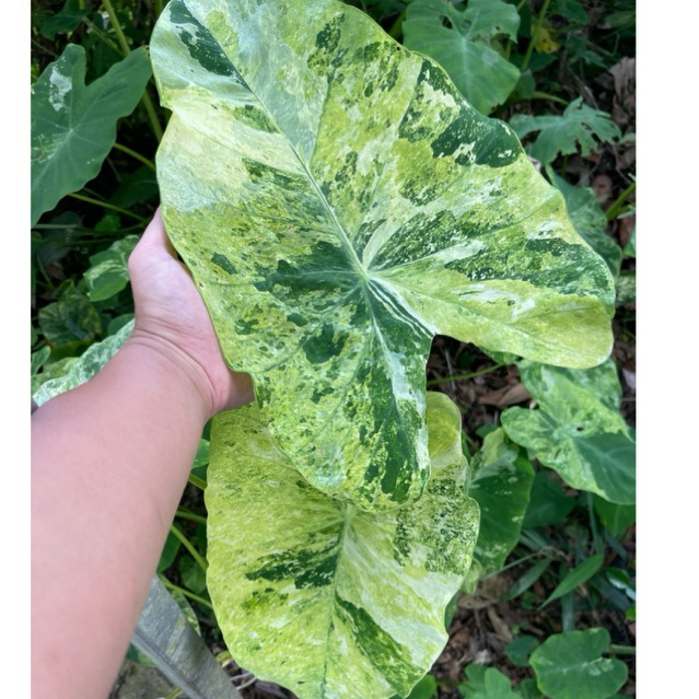 Umbi Colocasia Variegata 3colours, GARANSI JIKA TUMBUH TIDAK VARIEGATA