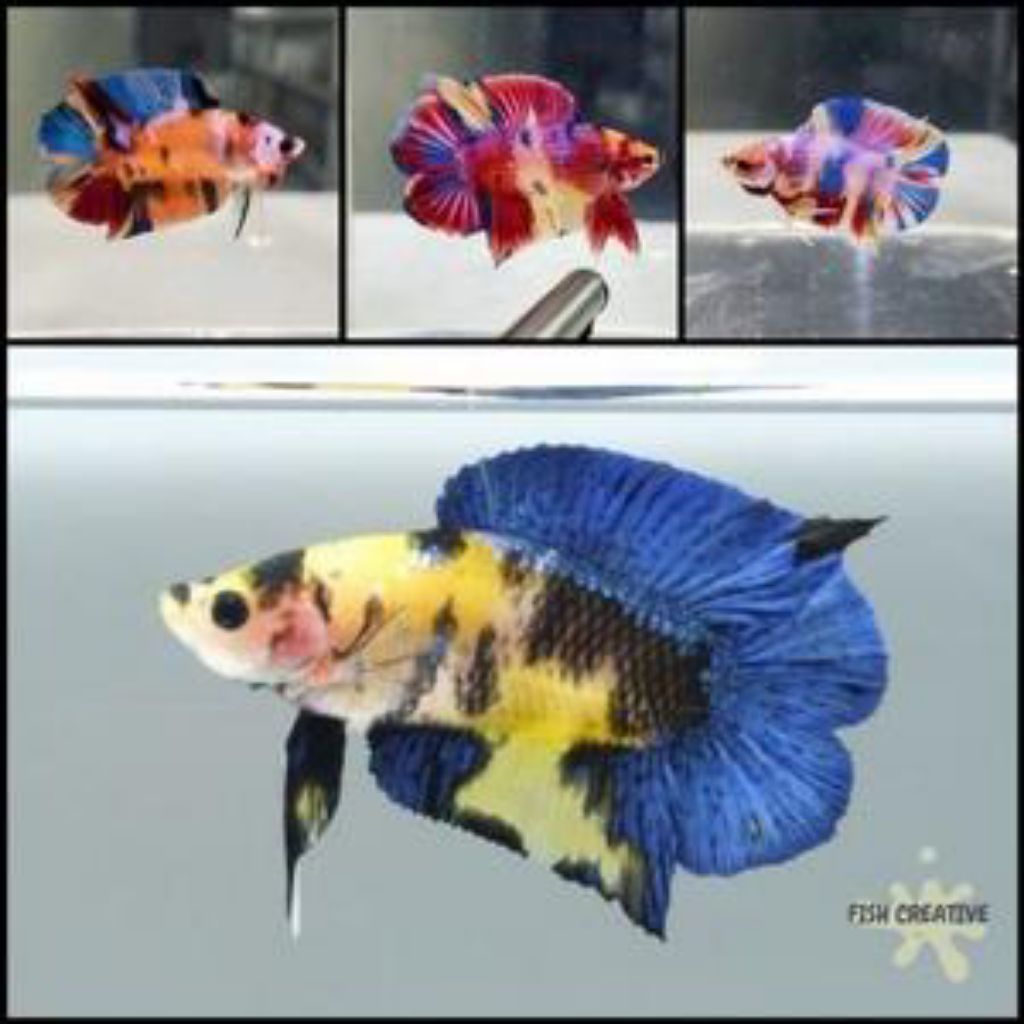 Ikan Cupang Plakat Double Tail Multicolour Galaxy dengan Warna Acak