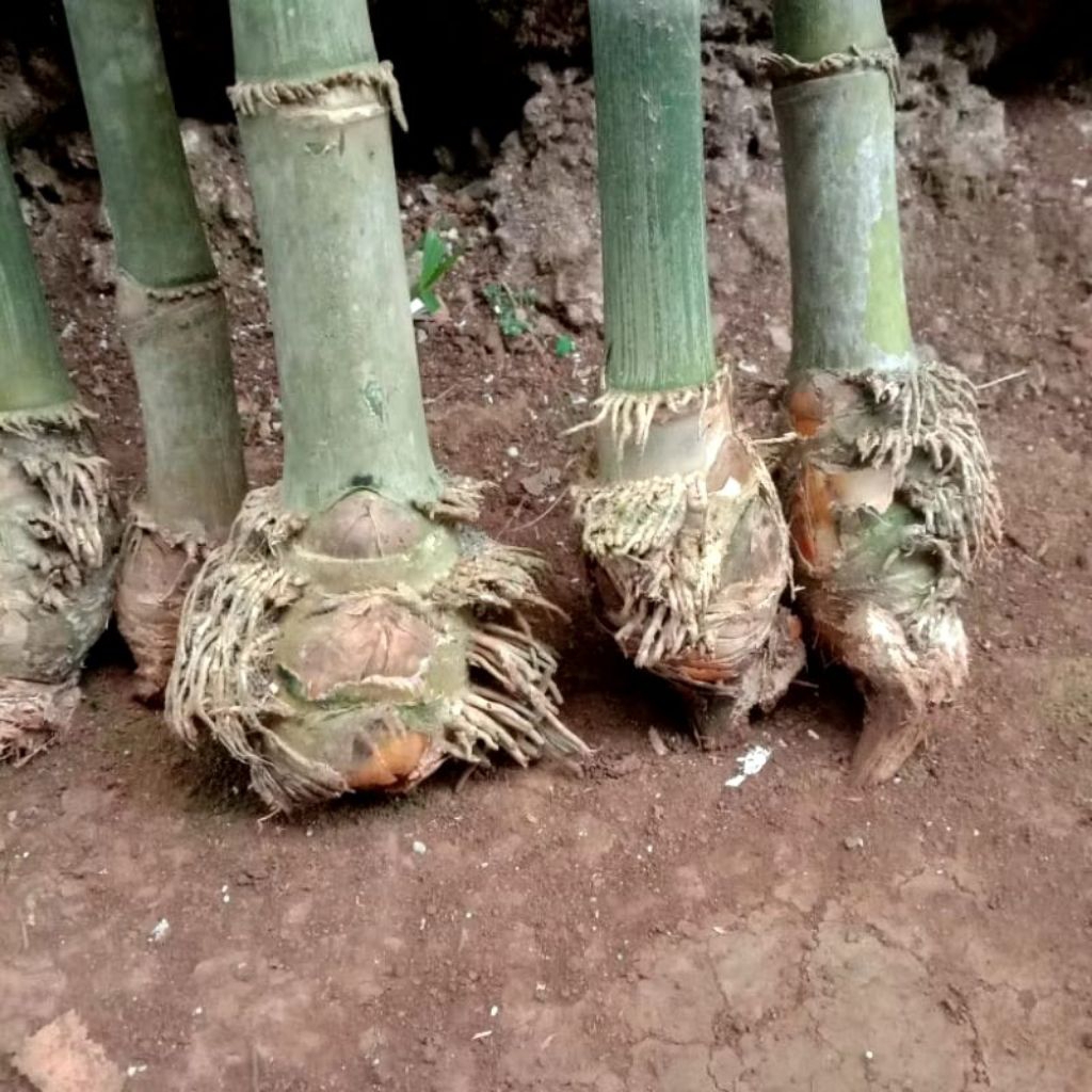 bibit bonggol bambu petung jumbo berakar bambu betung /bibit rebung  bambu petung jumbo