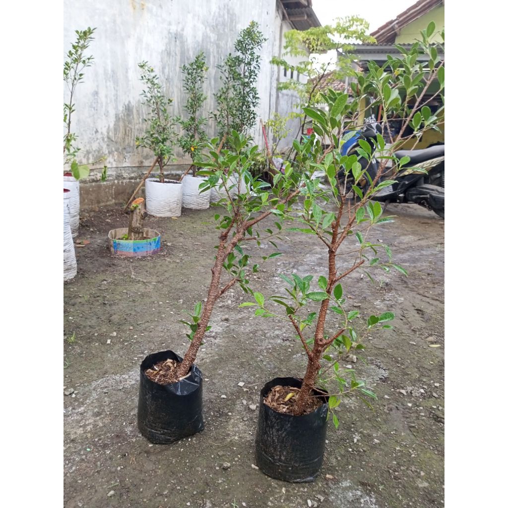 BAHAN BONSAI BERINGIN KIMENG HASIL CANGKOK 1PCS