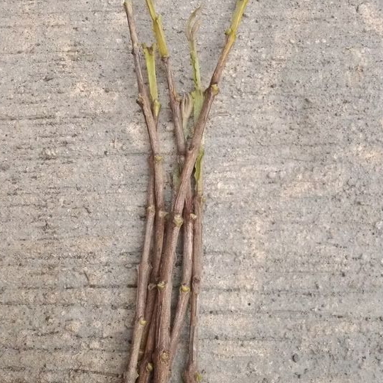 Entres / Batang Segar Jambu Biji Red Diamond