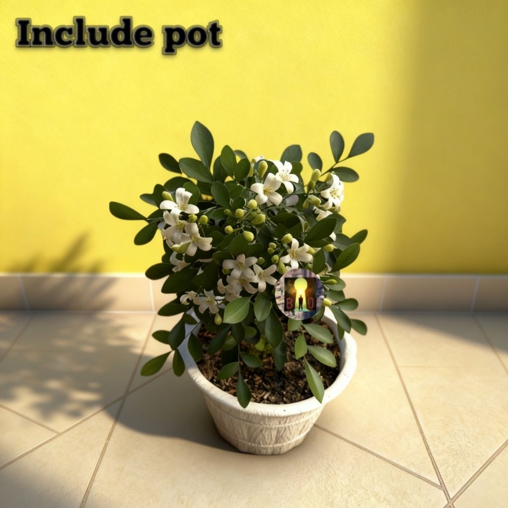 tanaman bunga kemuning mikro wangi bahan bonsai hias hidup + dengan pot jabodetabek jawa barat