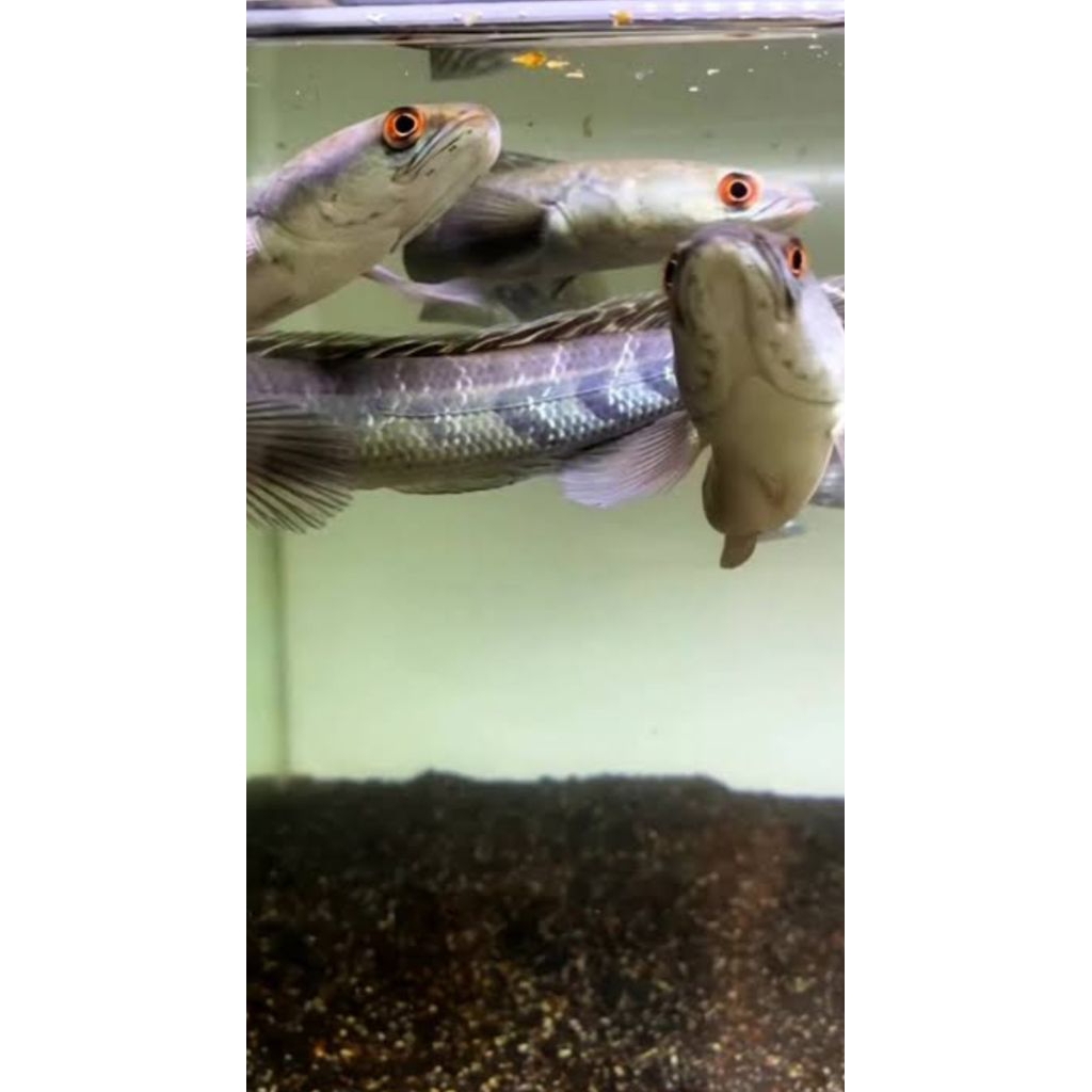 hiasan aquarium maru riau 15-24cm