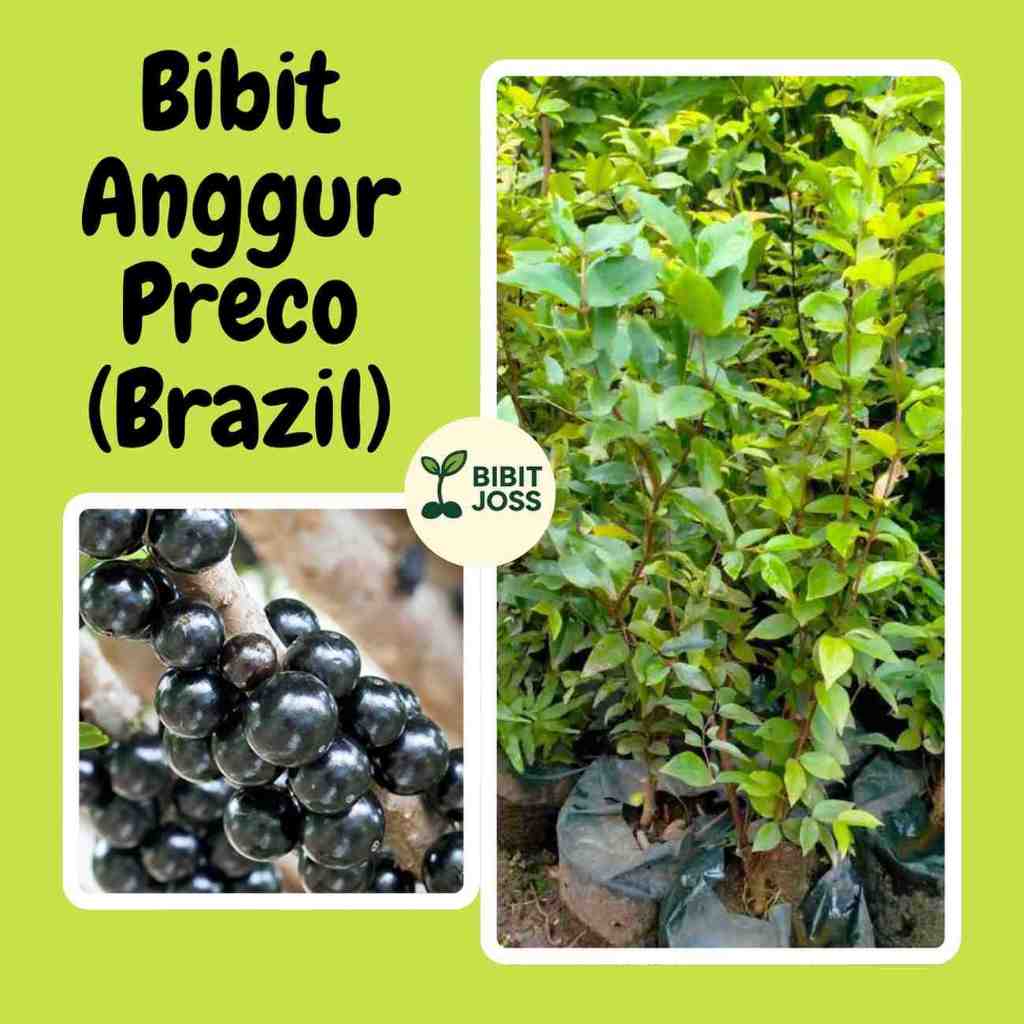 Bibit Preco Anggur Brazil Anggur Pohon Buah Langka Siap Tanam