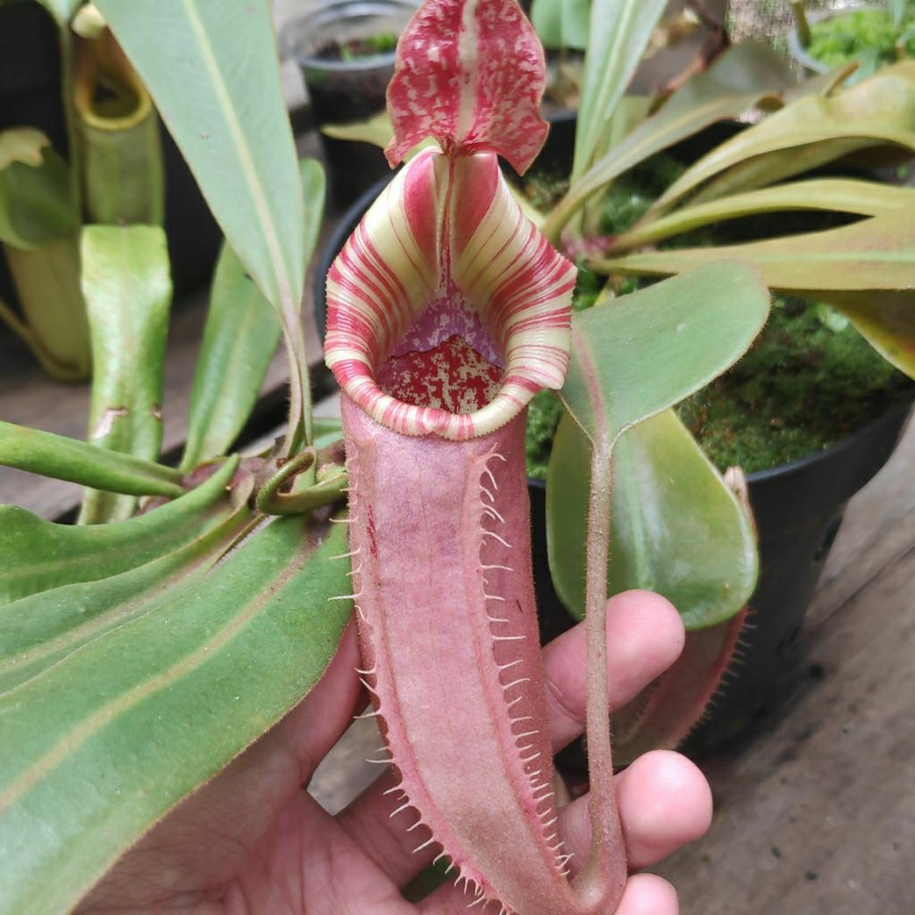 Nepenthes Veitchii Stripe (KOLEKSI)