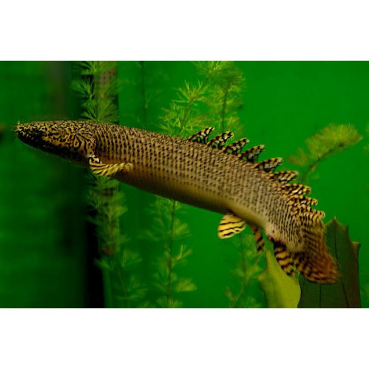 Ikanesia - Ikan Hias Palmas Orna 30-34 cm