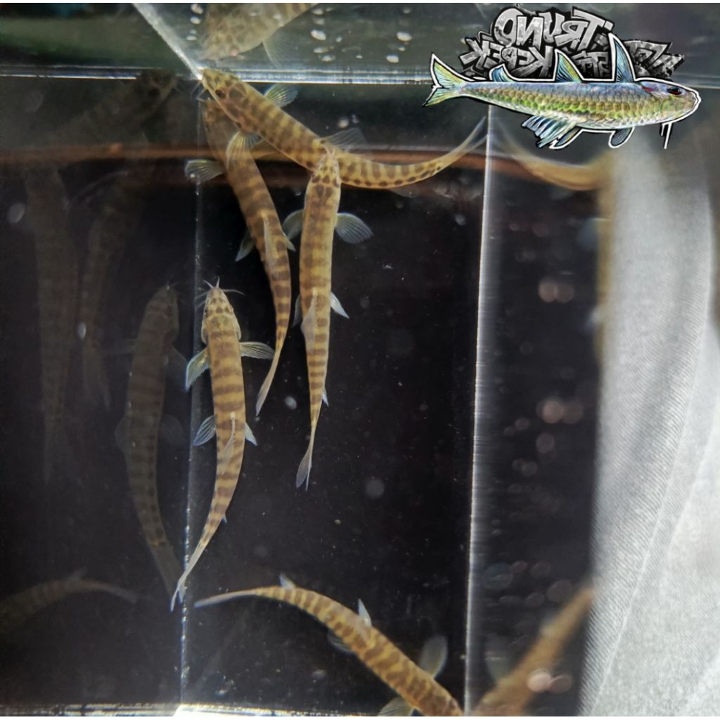 IKAN UCENG/JELER/BARRED LOACH(Nemacheilus fasciatus)