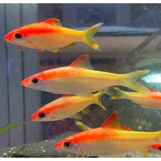 Ikanesia - Ikan Hias Puntius Denisoni Golden 10-12 cm
