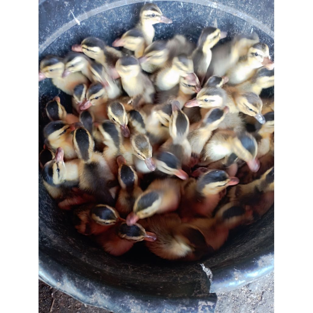 Dod Alabio bebek Alabio