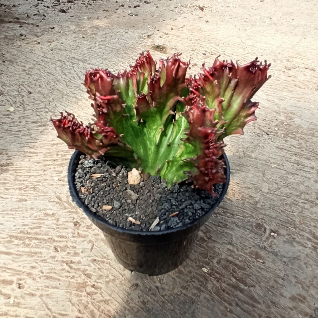 Euphorbia Lactea Merah