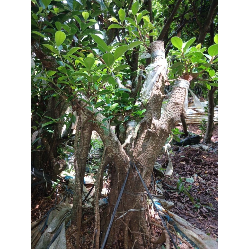 bahan kimeng jumbo murah