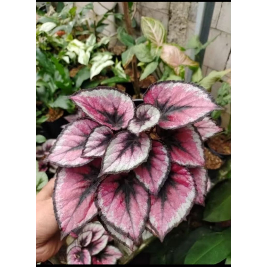 Tanaman Hias Begonia Pelang- tanaman begonia pelangi sudah rimbun