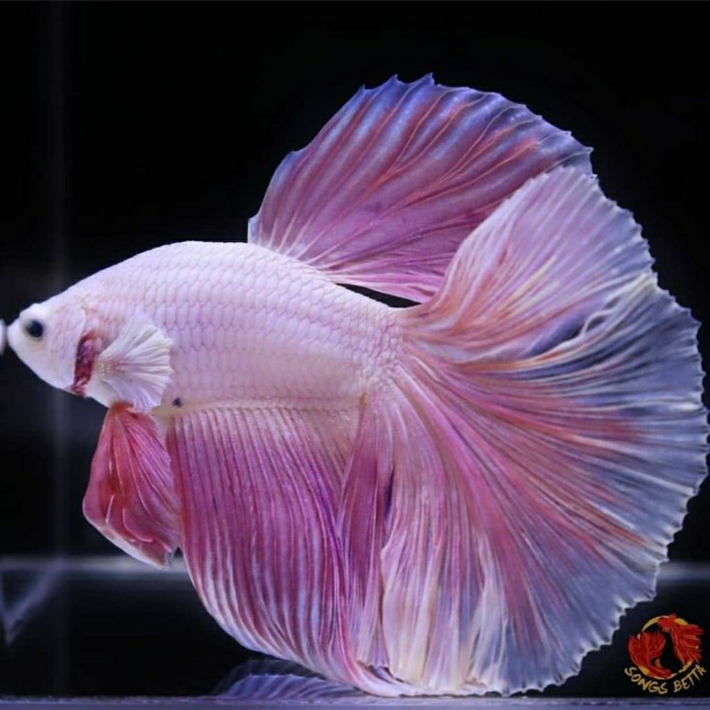 cupang halfmoon pink UK L