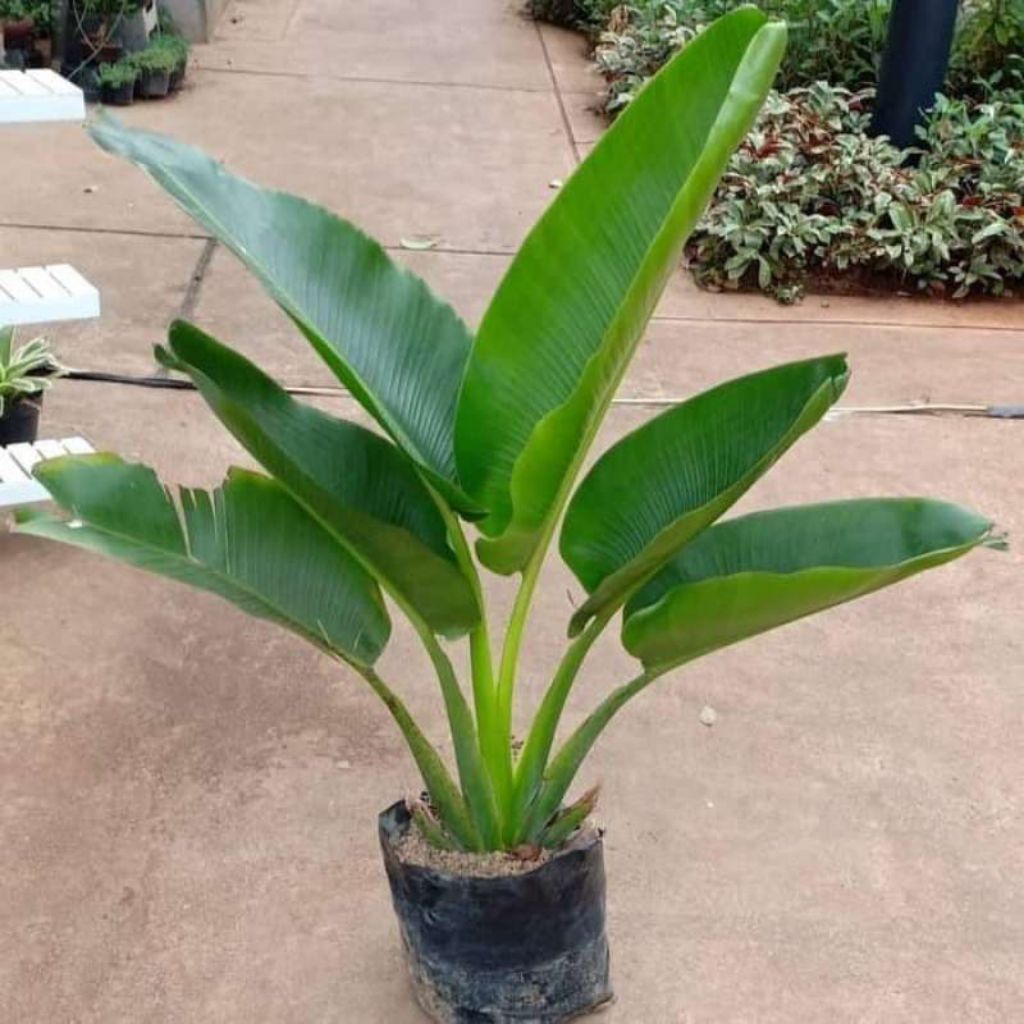 Pohon pisang kipas//Tanaman pisang kipas