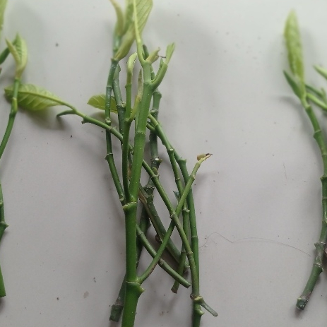 entres / pucuk tunas / batang segar cempedak guling