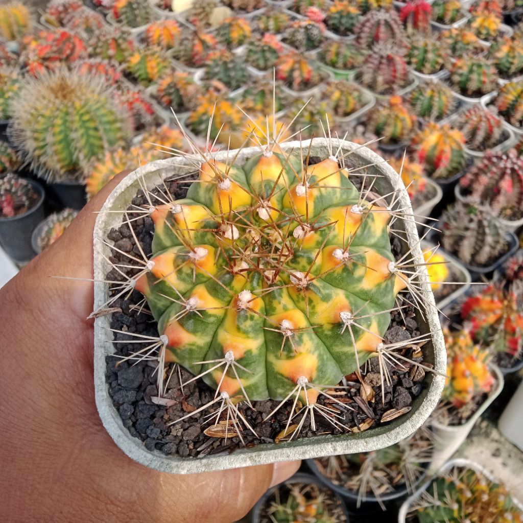 gymnocalycium cat eyes varigata