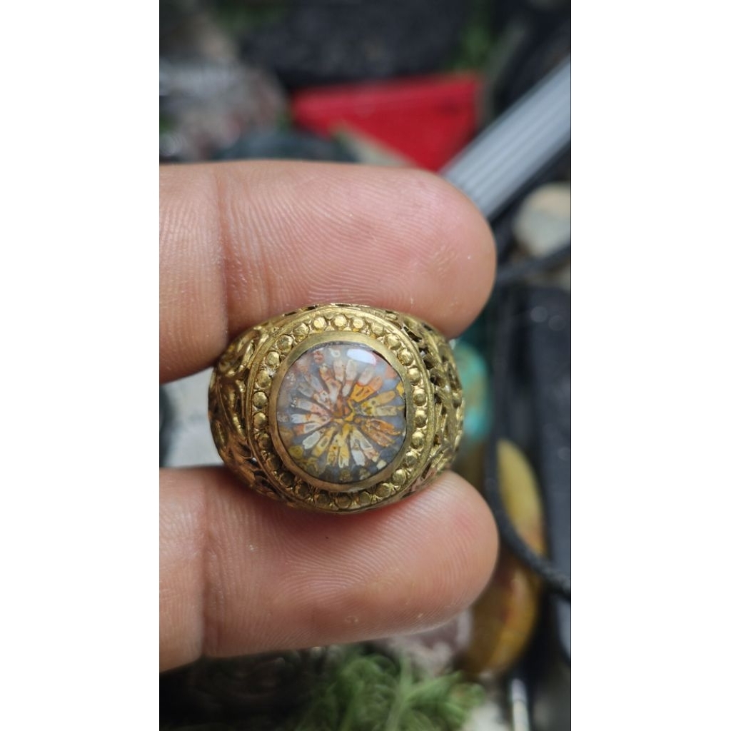 teratai tunggal pancawarna super langka