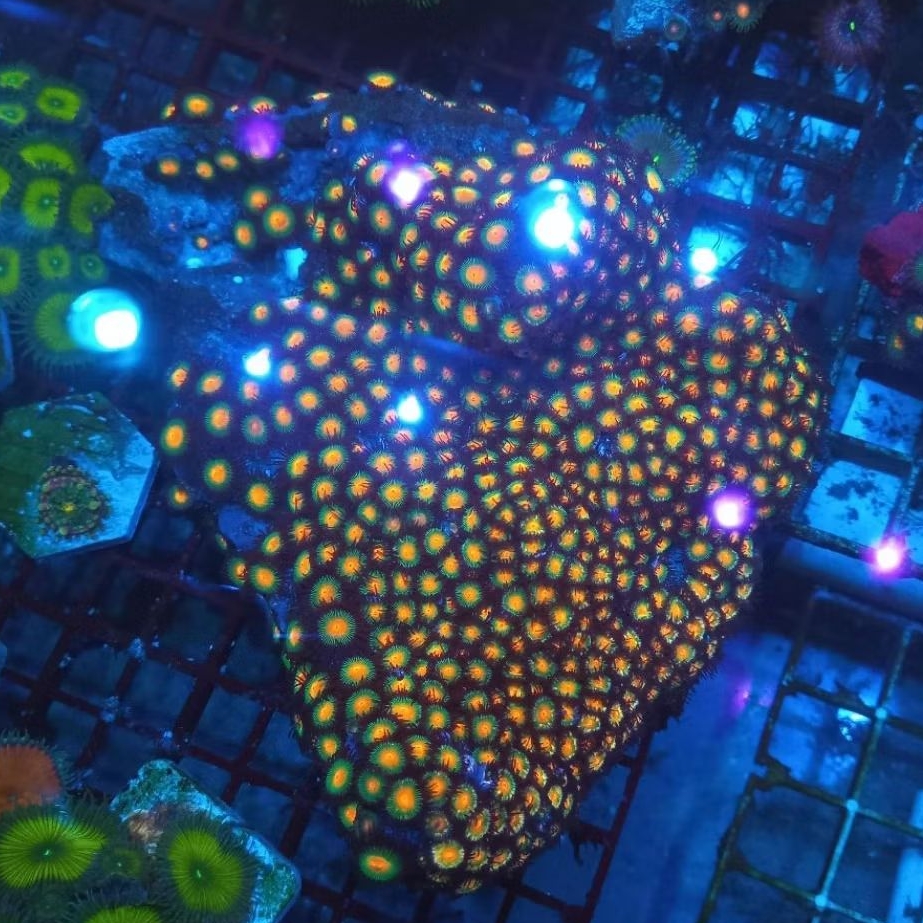 zoa koloni besar WYSIWYG 01