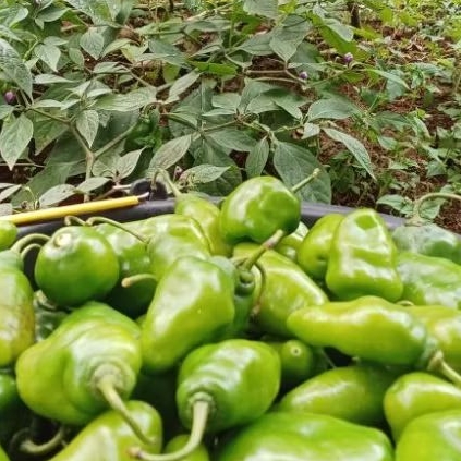 1 Kg Cabe Gendot Cabai Bendot Bandung Fresh