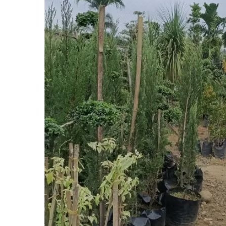 bibit tanaman pohon cemara lilin... bibit pohon cemara lilin cantik