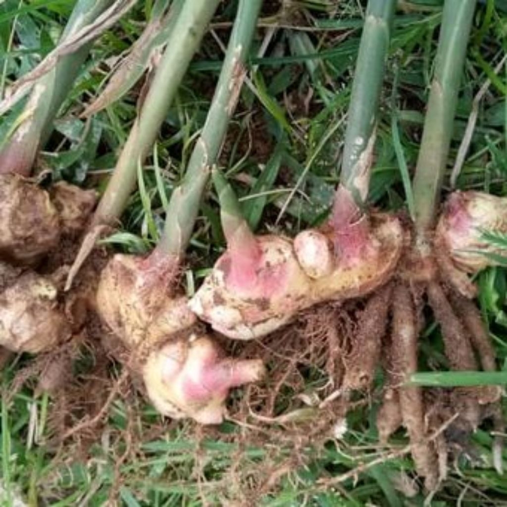 Jahe gajah jahe putih jahe muda segar 1 kg