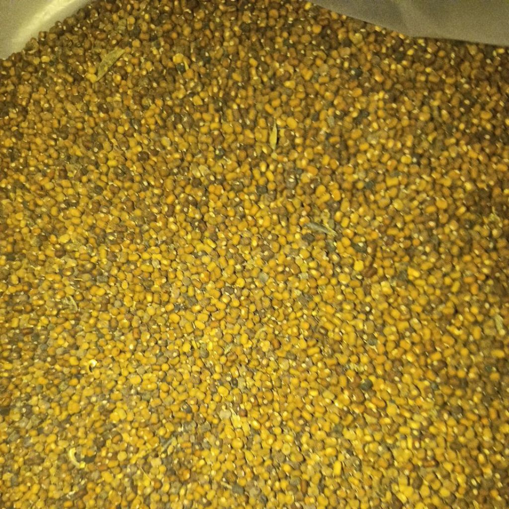 Benih Kacang tanaman SUPER PJ ( PuerariaJavanica )