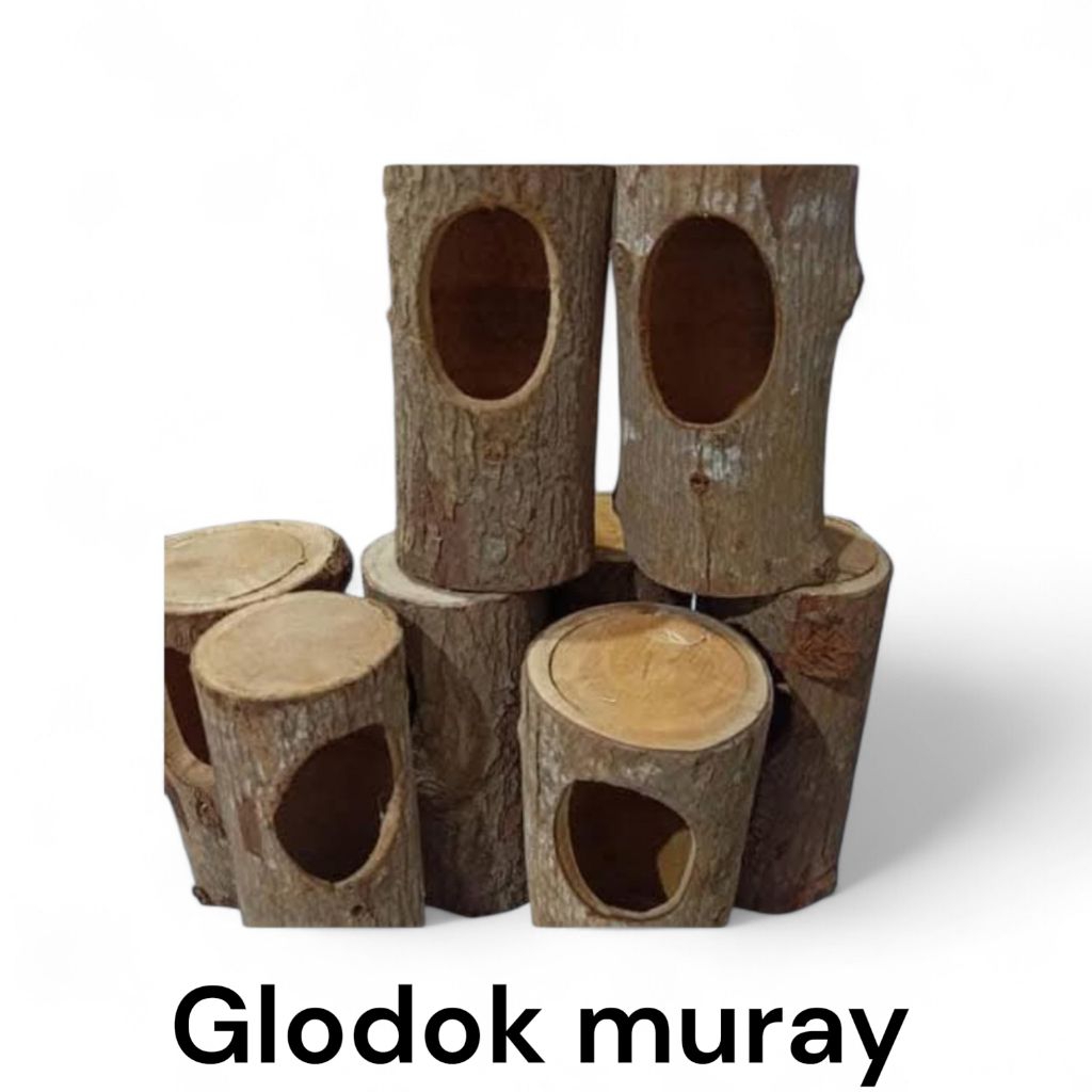 glodok pohon untuk sarang burung muray