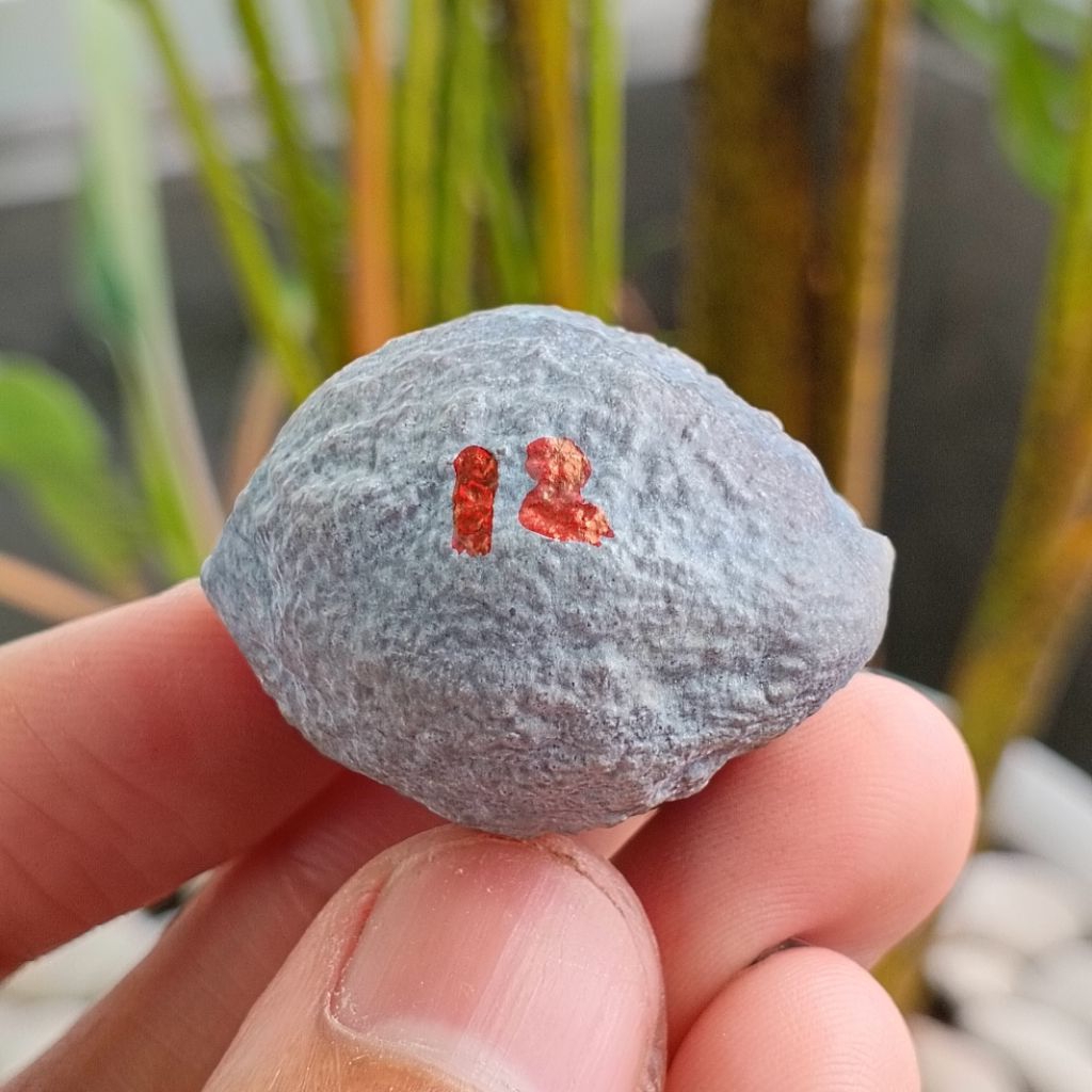 Muncang Adu Manohara JR kode 12