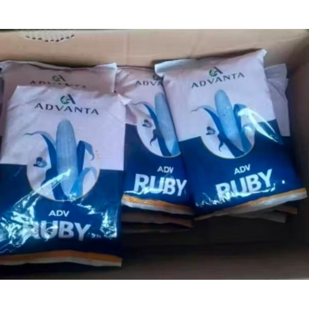 BENIH JAGUNG ADV RUBY 1KG