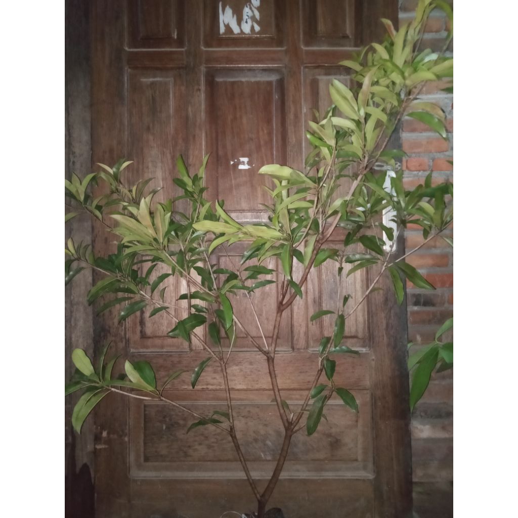 sawo mentimun berbunga