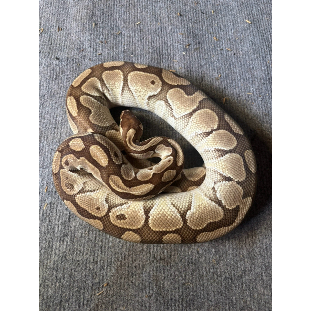BALL PYTHON LESSER MALE ADULT