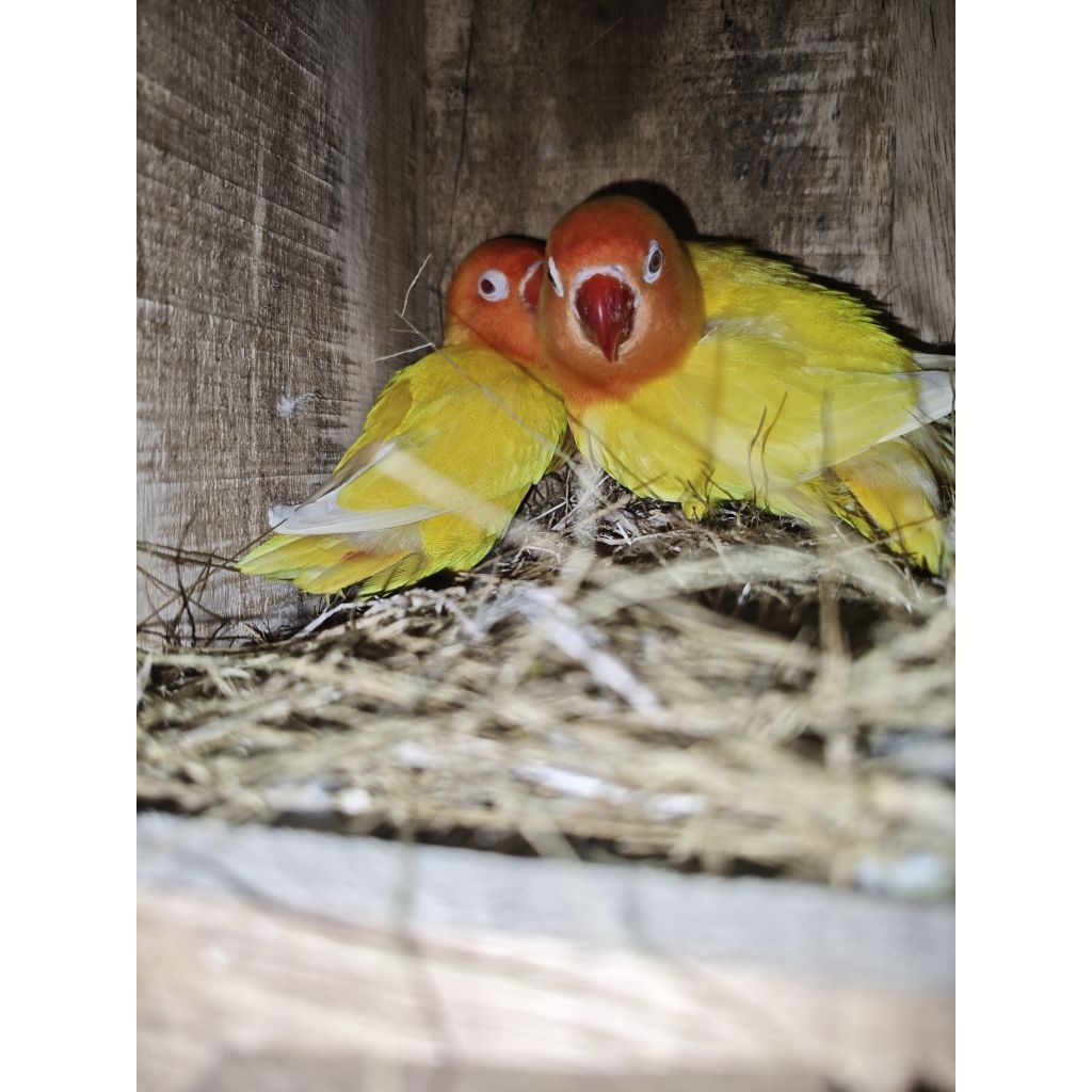 Lovebird lutino mm sepasang