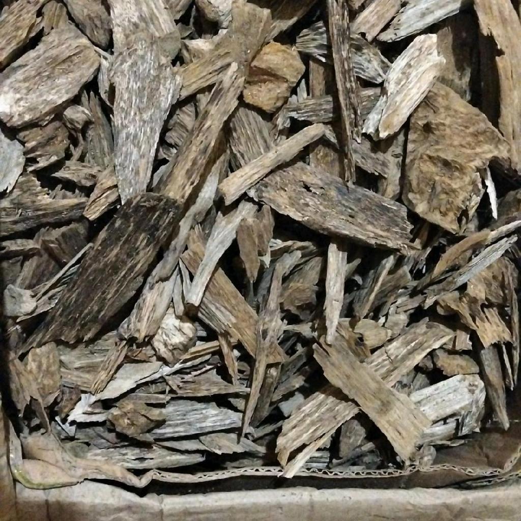 kayu gaharu Merauke Papua wangi