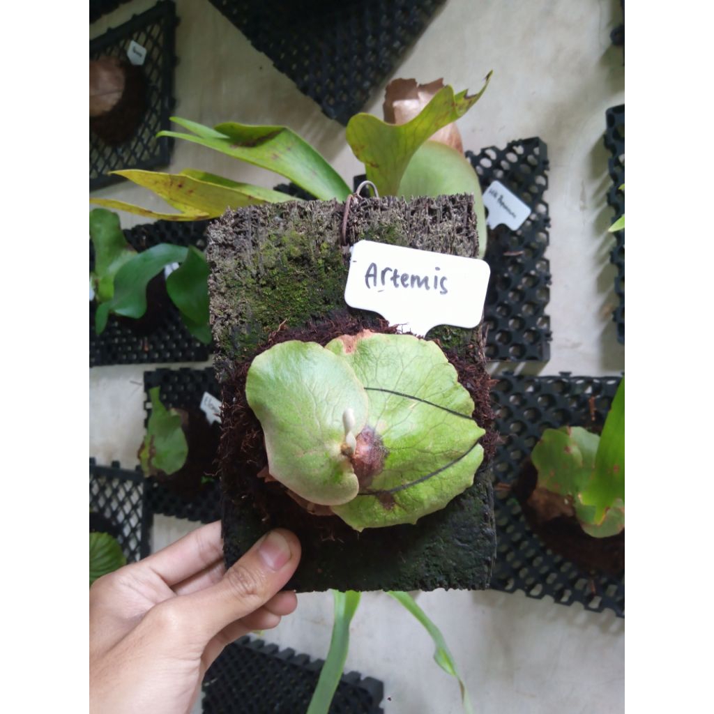 platycerium artemis