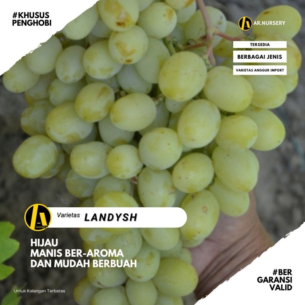Bibit Anggur Import Landysh (Ber-Aroma)