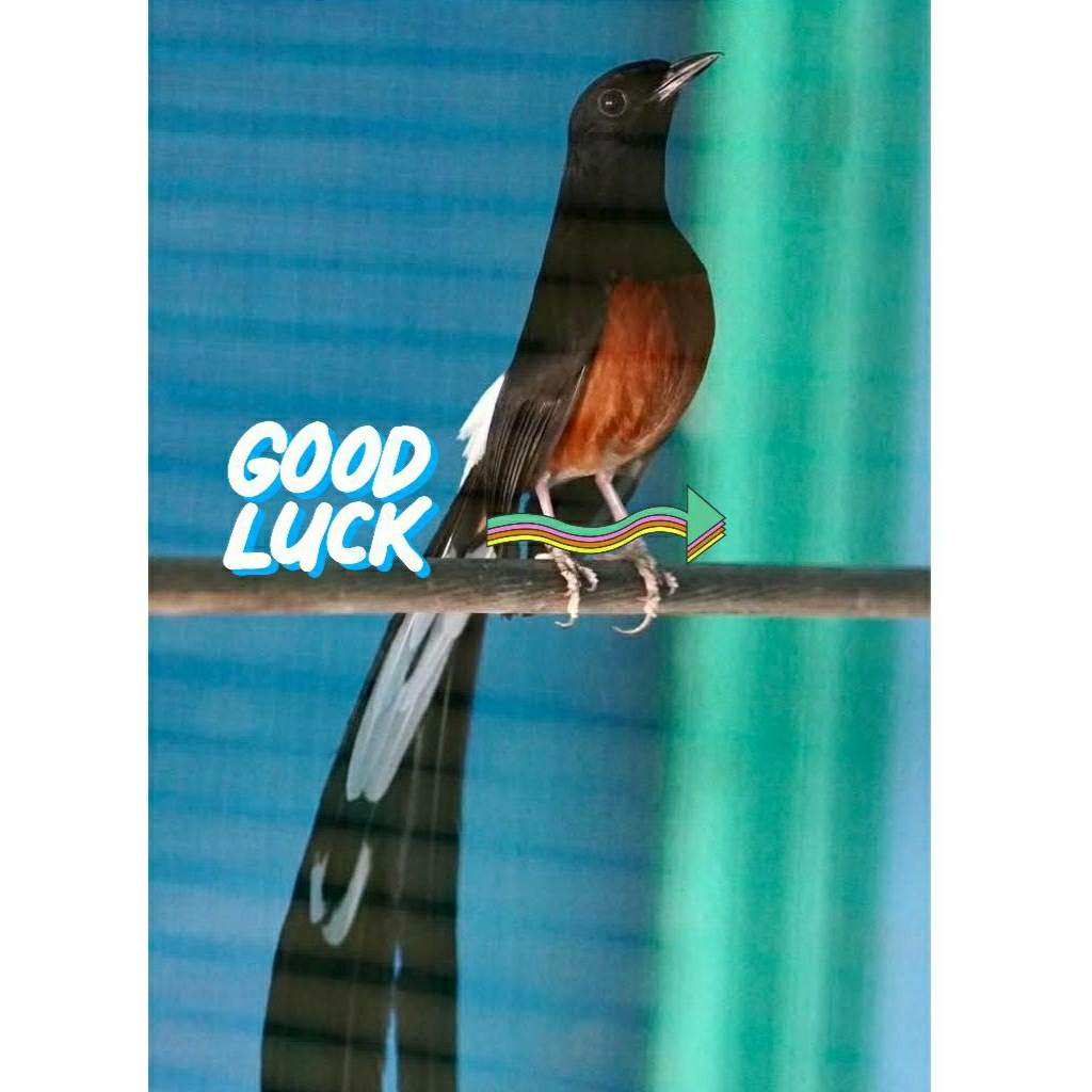 telur burung murai batu ekor panjang di jamin menetas