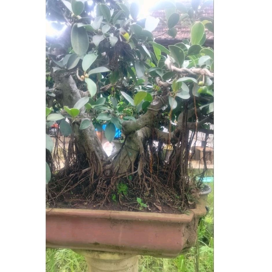 Tanaman hias Bonsai iprik Silver Big jumbo kesan tua banyak akar gantung daun silver