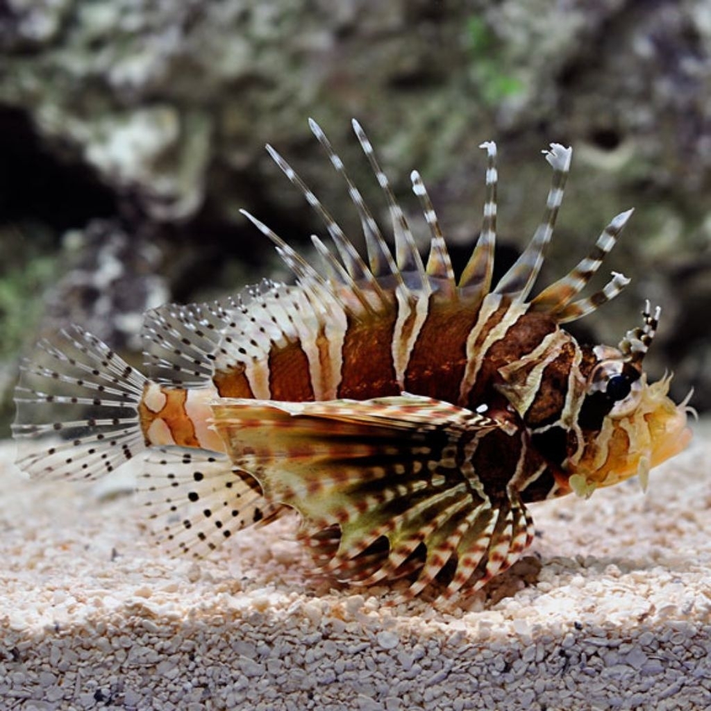 Ikan Hias Air Laut Dwarf Zebra Lionfish