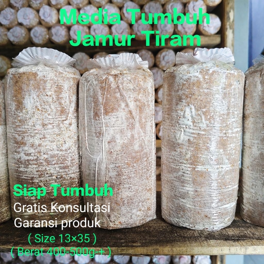 12 PCS BAGLOG JAMUR TIRAM PUTIH SIAP TUMBUH | ANTI GAGAL