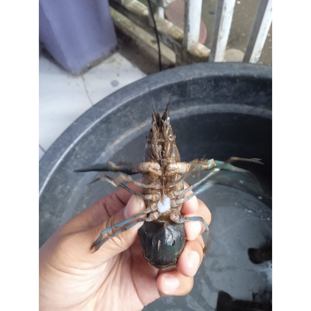 spasang super indukan siap pijah lobster air tawar redclaw