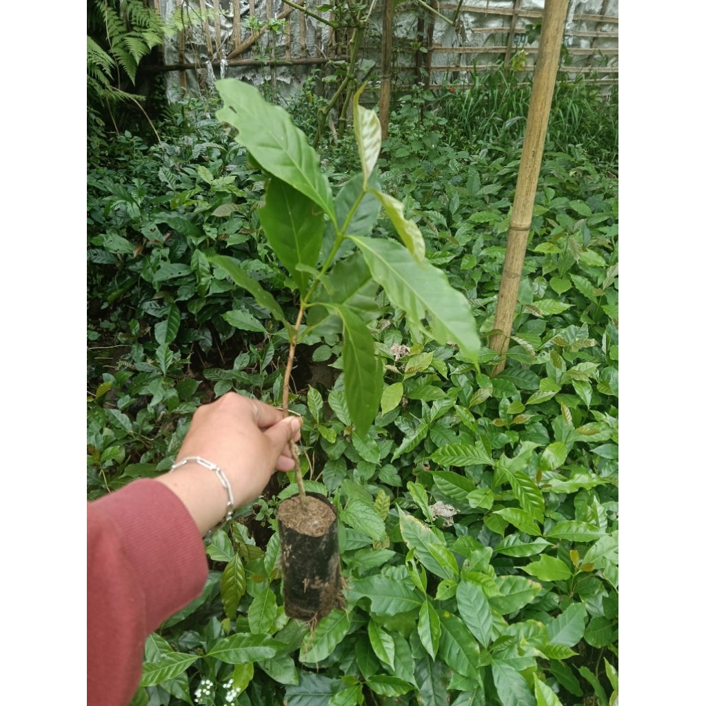 bibit kopi arabika dan robusta