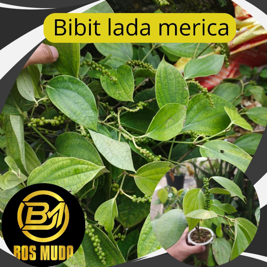 bibit lada merica siap tanam