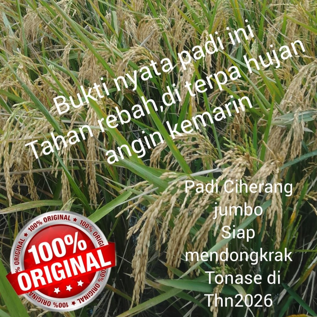 benih padi unggul Cl220 kemasan 5kg